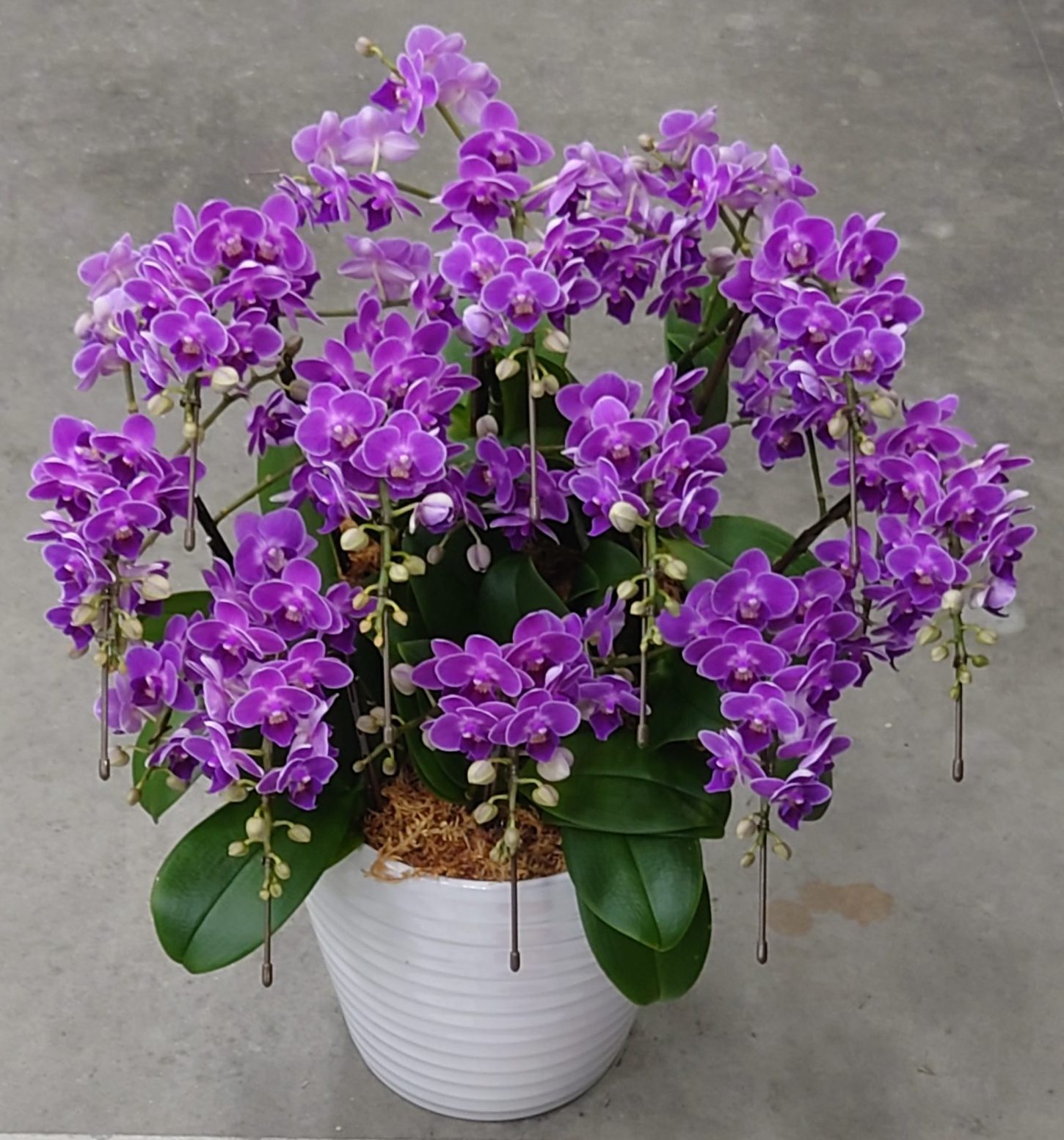 洋ラン等　まとめて譲渡 令和7年度（2025年度） | 日本洋蘭生産協会