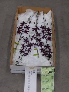 日本洋蘭生産協会